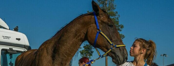 Juha Puhtimäki rakensi pesäpalloväelle suunnatun ravikimpan – kovia nimiä mukana!